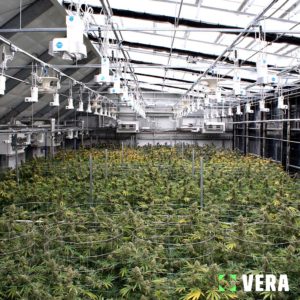 inside the cannabis greenhouse