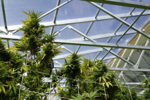 Cannabis and glazing