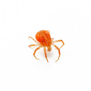 Integrated Pest Management- whirligig mite