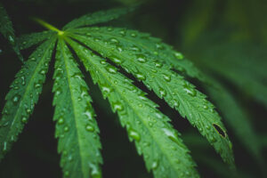 water in greenhouses- water reclamation- cannabis leaf