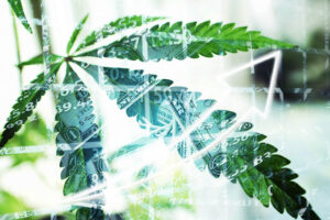 cannabis indoor grow cannabis leaf