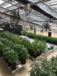 Energy-efficient cannabis greenhouse_Ceres Greenhouse