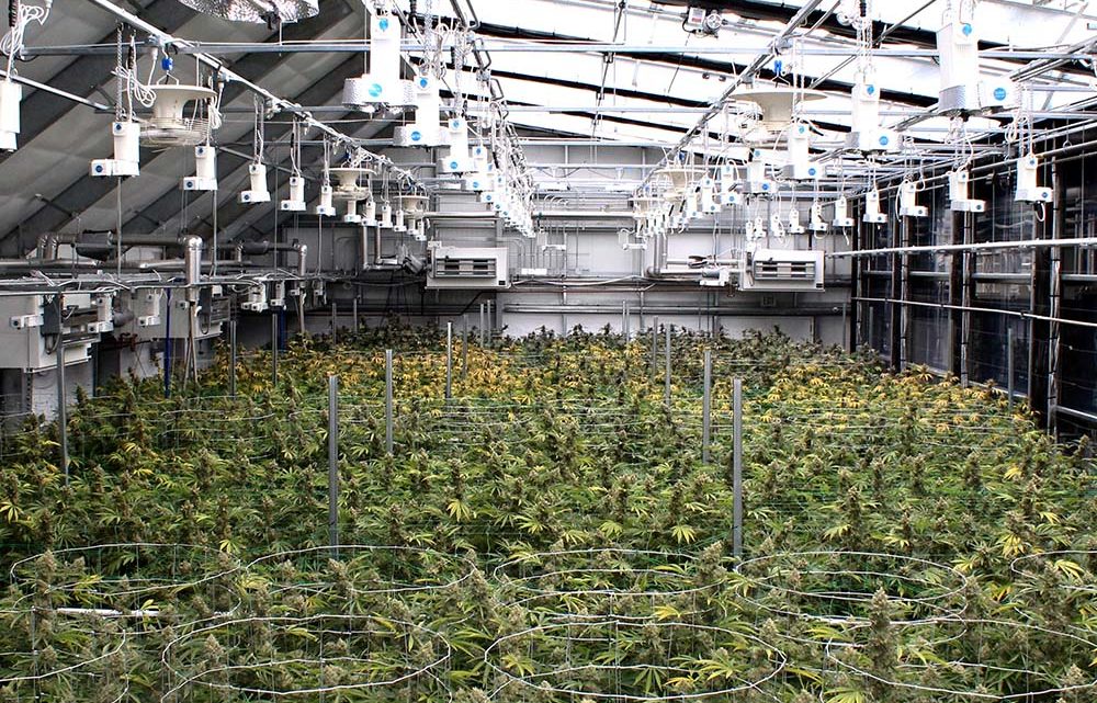 inside the cannabis greenhouse