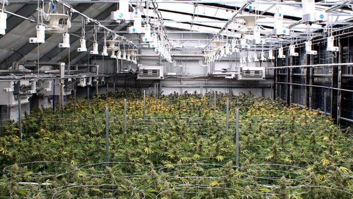 inside the cannabis greenhouse