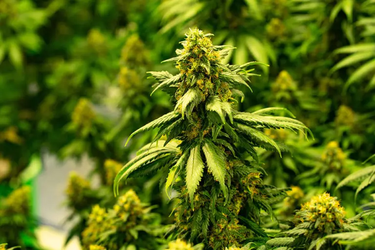 growing cannabis