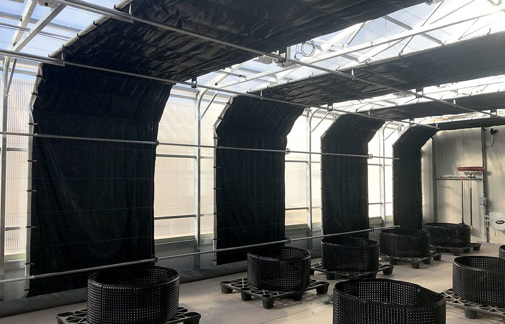 automated cannabis greenhouse