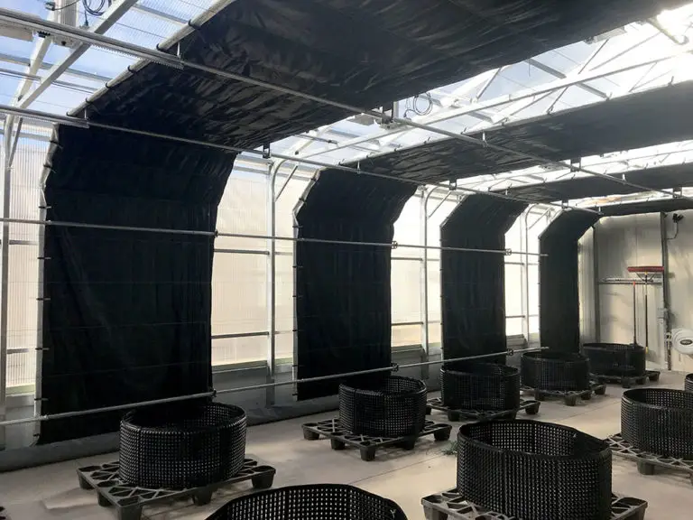 automated cannabis greenhouse