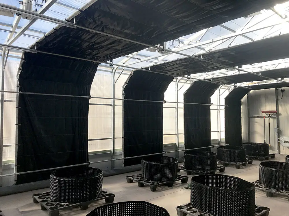 automated cannabis greenhouse automated cannabis greenhouse