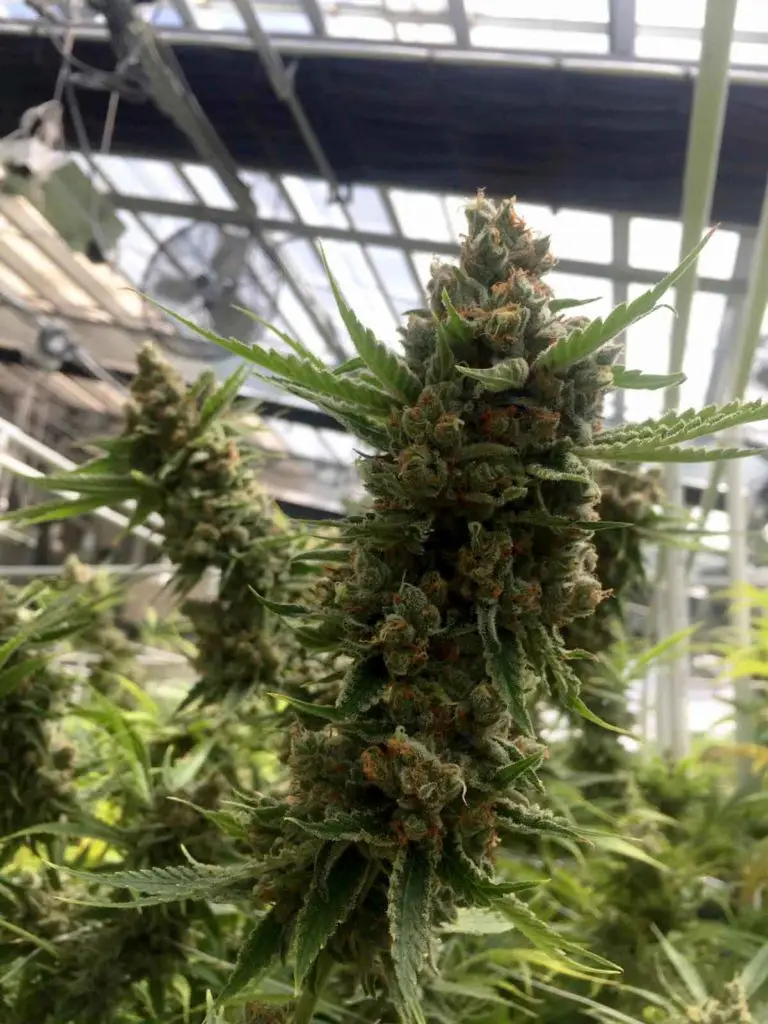 cannabis close up