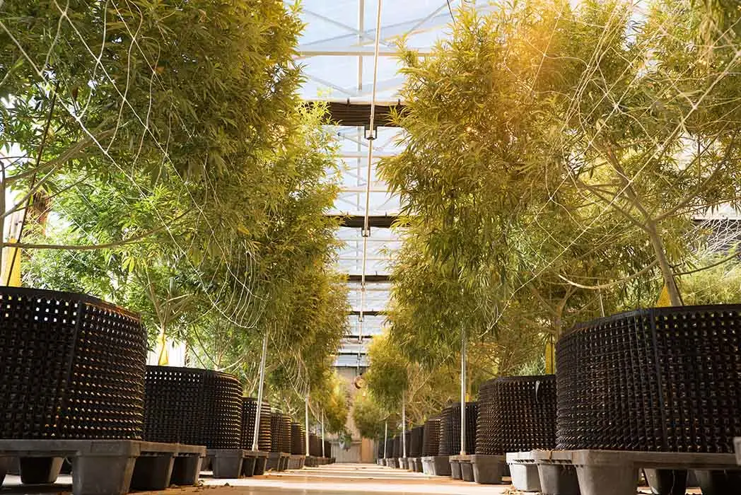 Hemp Greenhouse