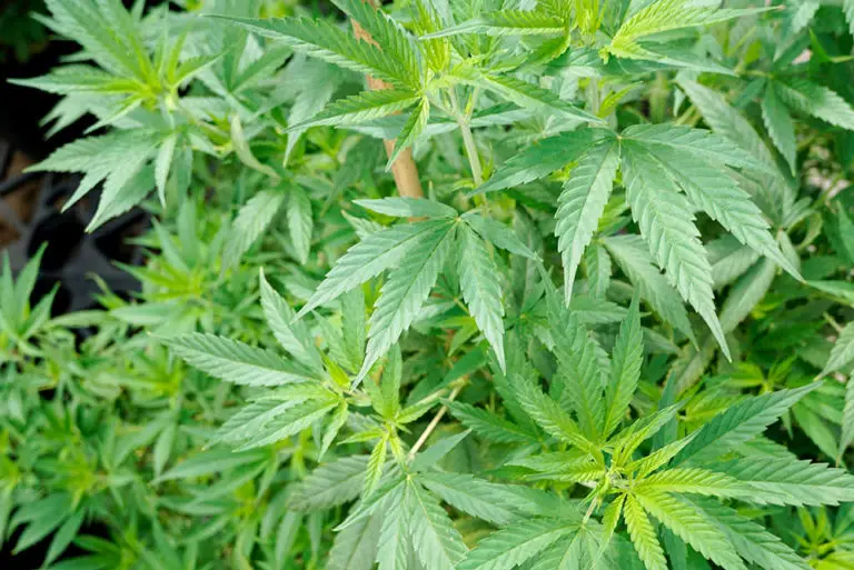 hemp in greenhouse