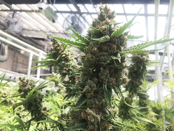 chronic bud