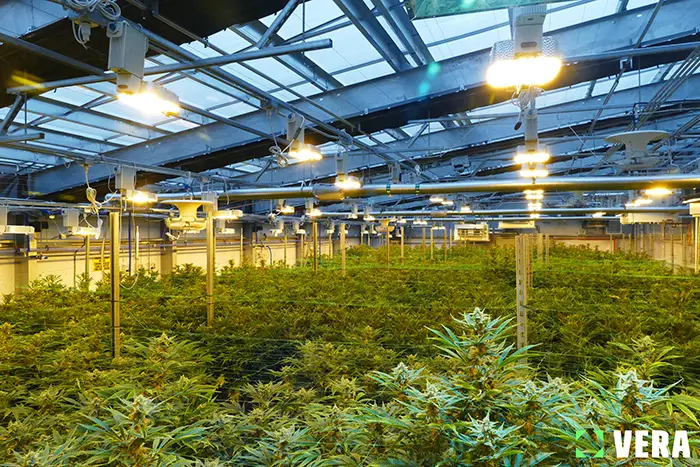 HPS_cannabis