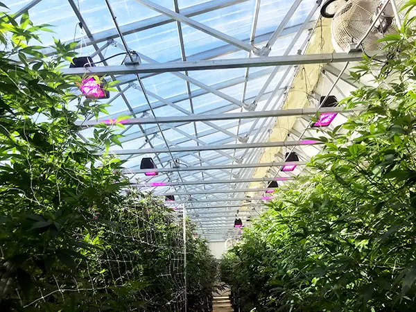 LED_cannabis