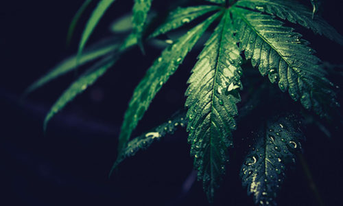 water on cannabis leaf