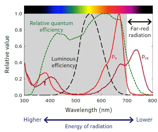 far-red radiation
