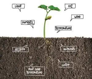 9 CARDINALS for plant growth