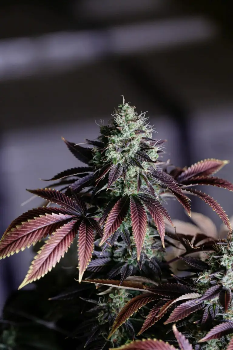highest quality cannabis