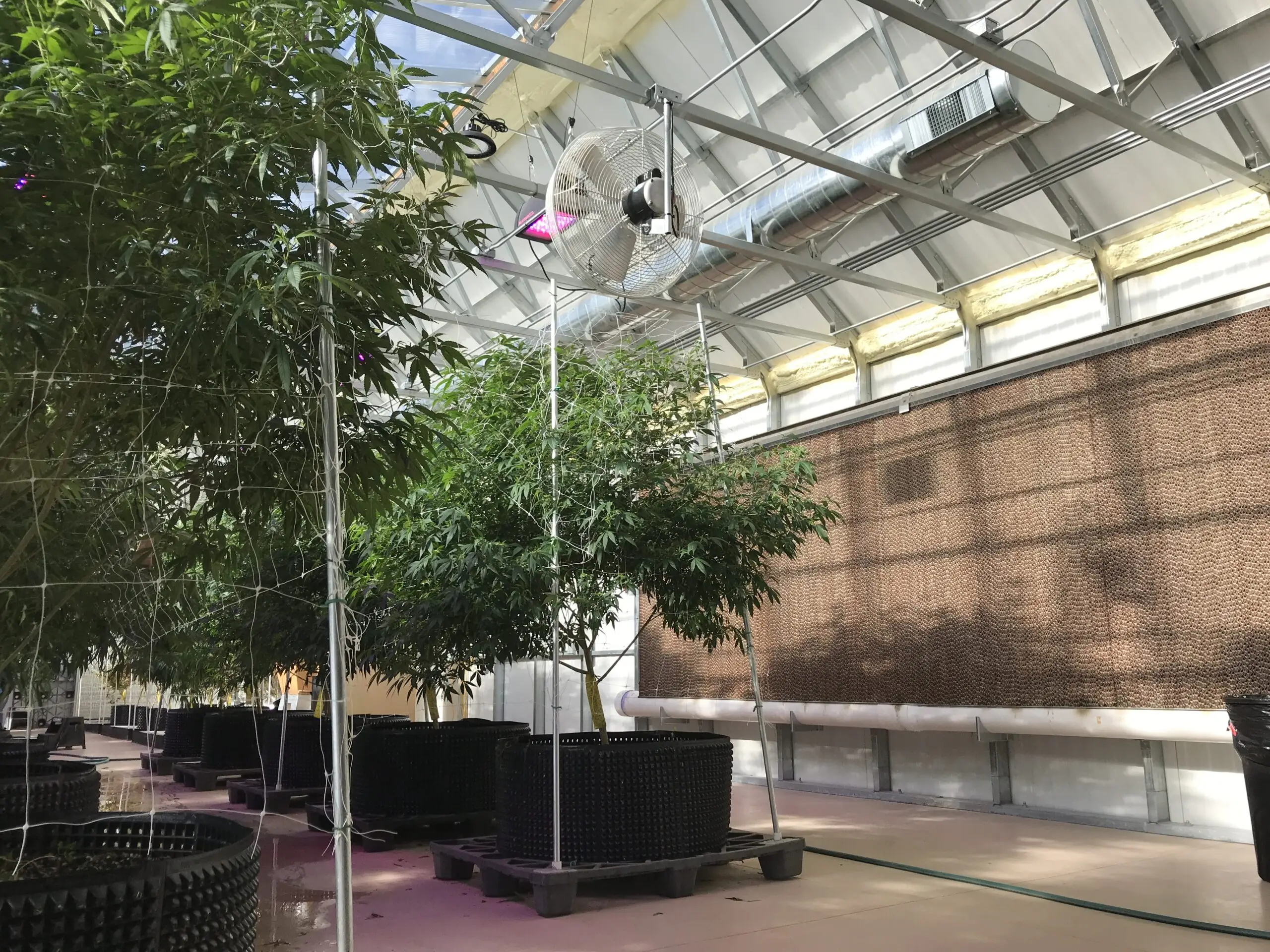 evaporative cooling in greenhouse