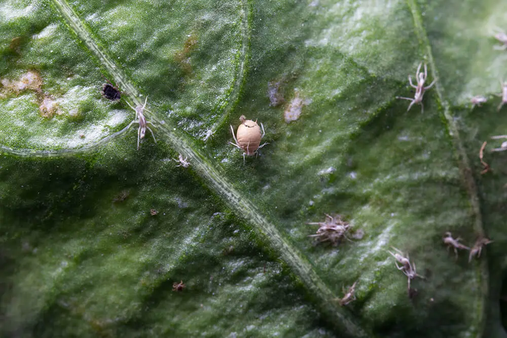 Aphidius colemani in the greenhouse