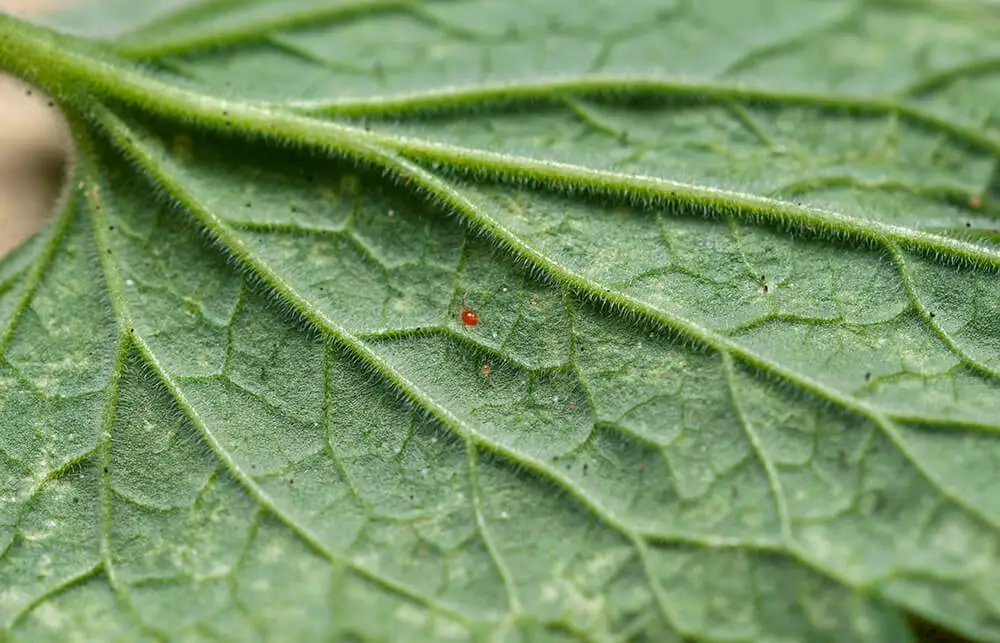 IPM- Phytoseiulus persimilis