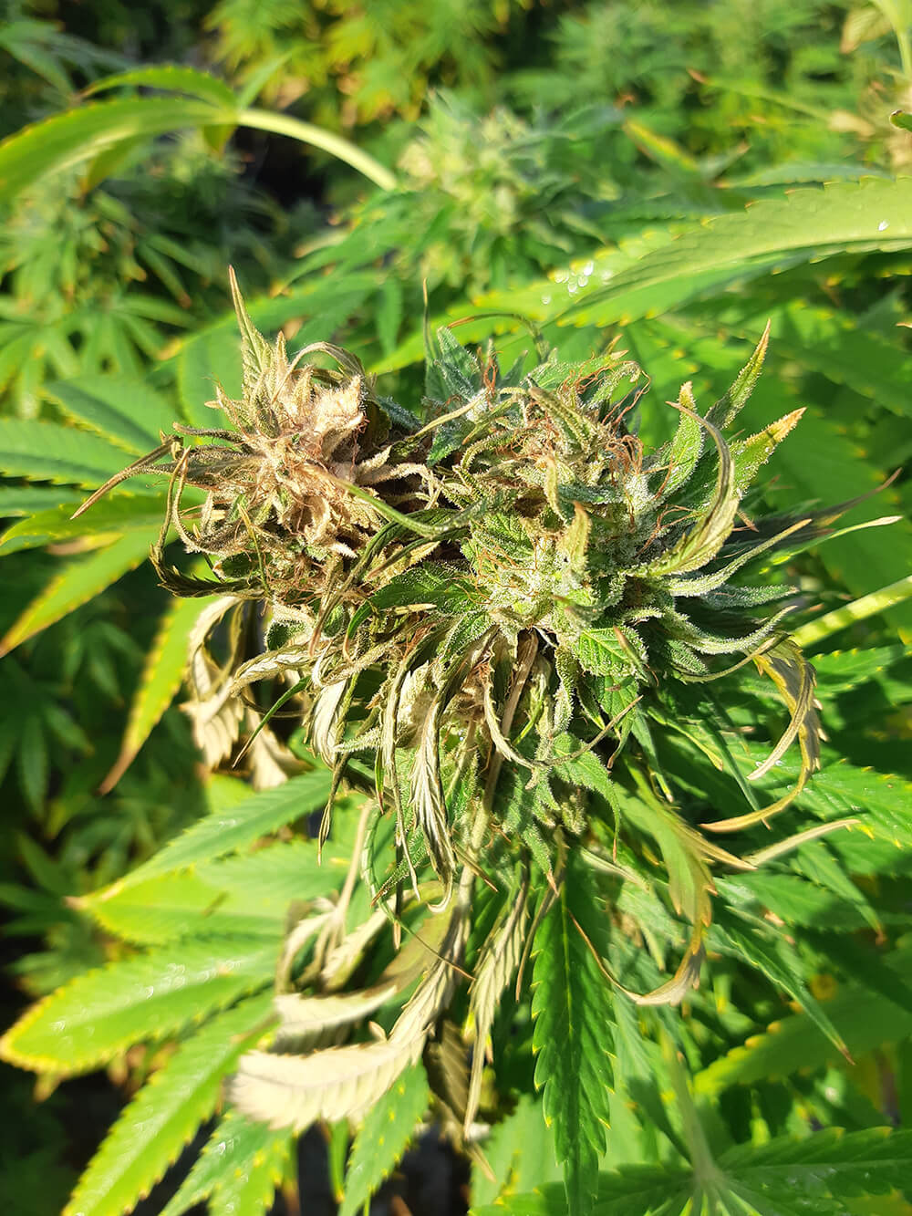 IPM- botrytis on a cannabis leaf