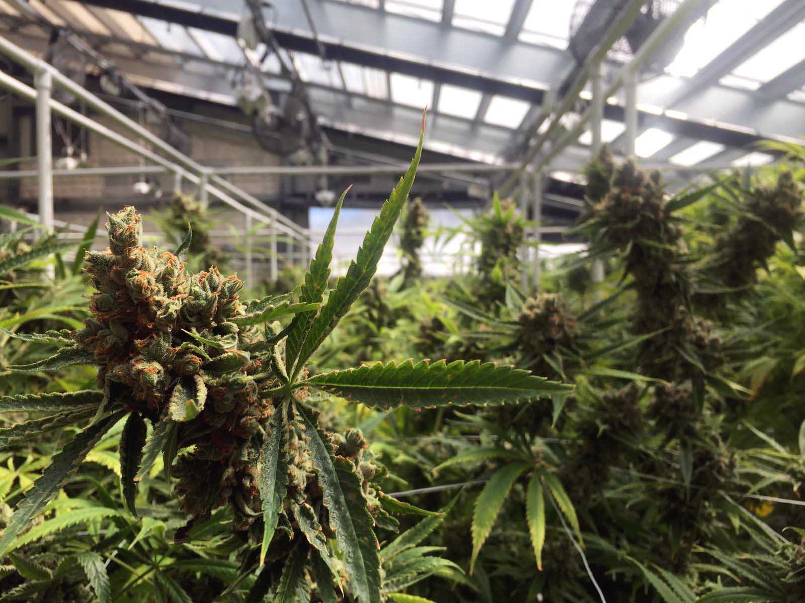 Hybrid greenhouses yield exceptional results for cannabis growers