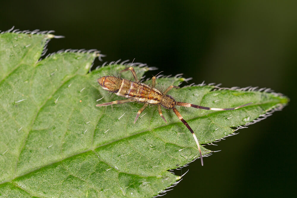 Integrated Pest Management- springtail