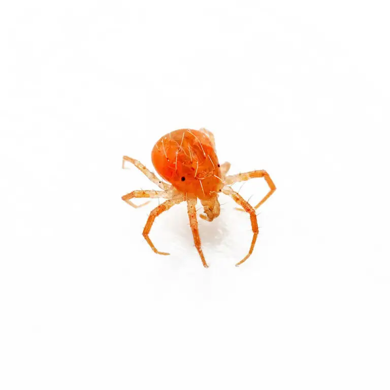 Integrated Pest Management- whirligig mite