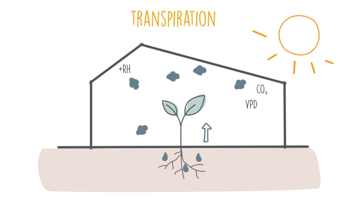 Greenhouse Dehumidification- transpiration
