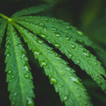 water in greenhouses- water reclamation- cannabis leaf
