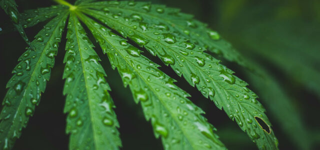 water in greenhouses- water reclamation- cannabis leaf