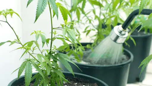 water in greenhouses- water reclamation- watering