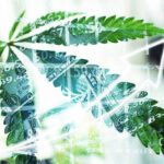cannabis indoor grow cannabis leaf