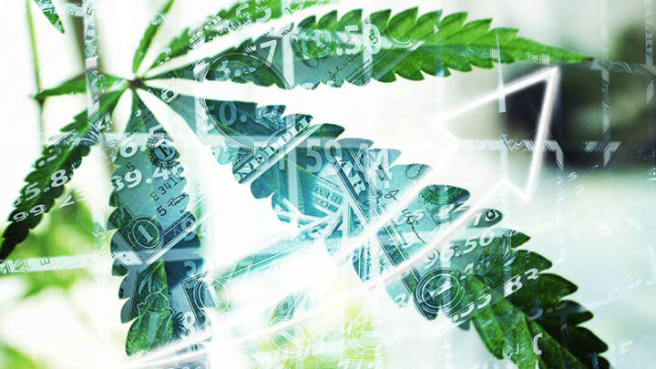 cannabis indoor grow cannabis leaf