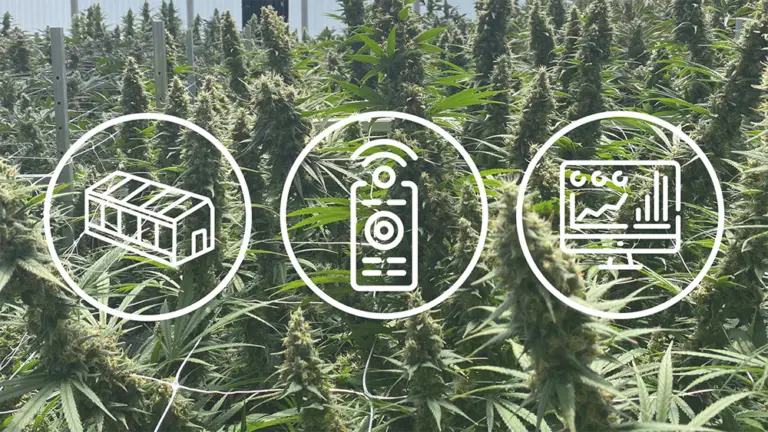 automation in cannabis greenhouse