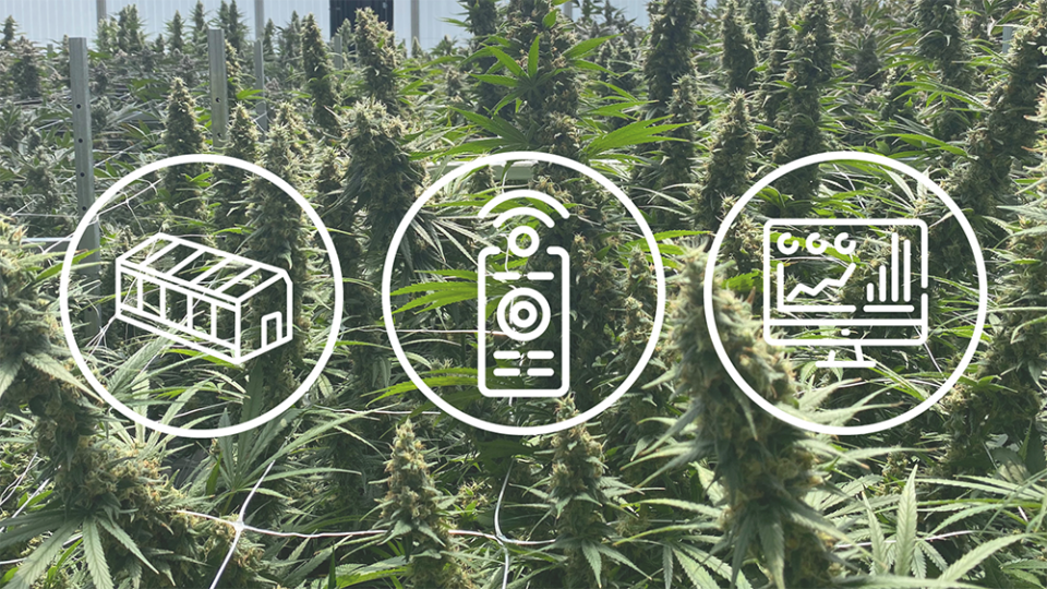 5 Advantages of Greenhouse Automation for a Commercial Cannabis Operation