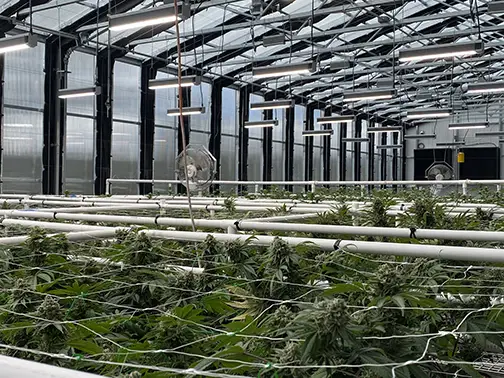 interior cannabis greenhouse