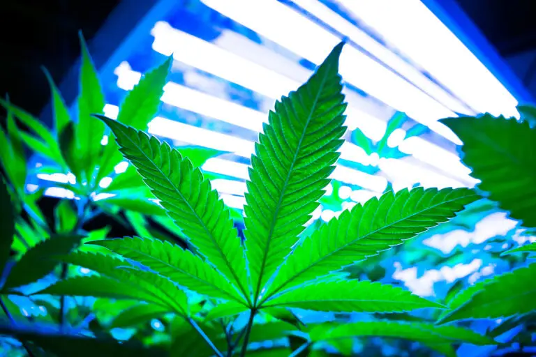 Cannabis Leaf