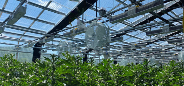 inside hybrid cannabis grow