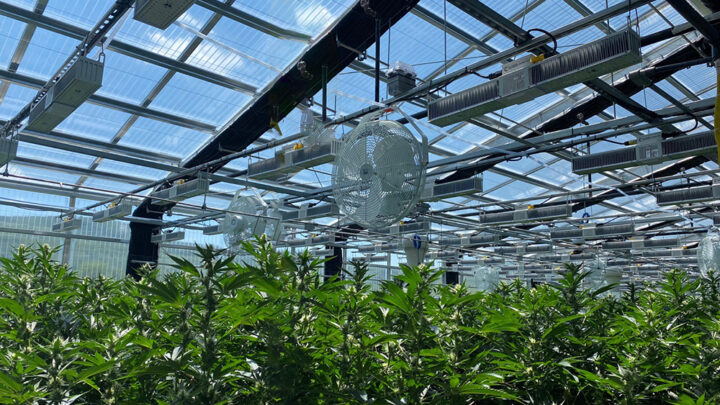 inside hybrid cannabis grow