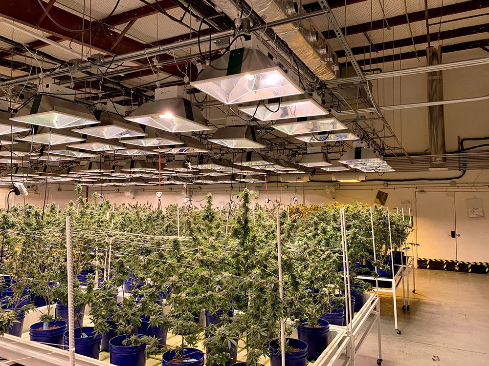 inside cannabis grow facility