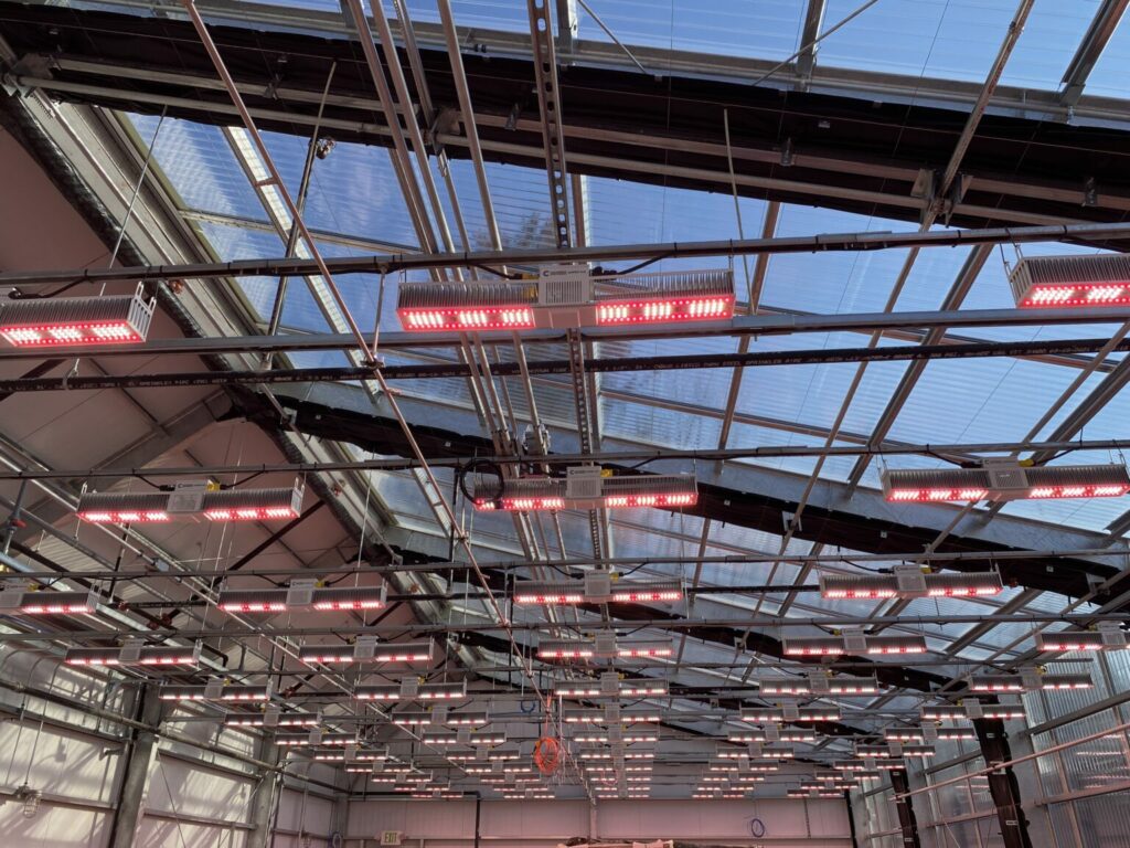 LED lighting for greenhouse
