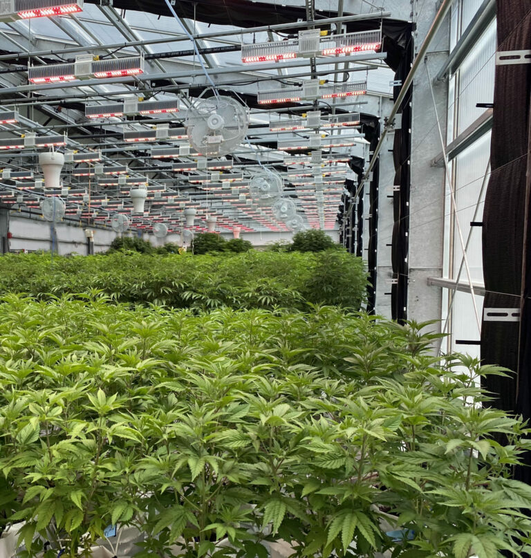cannabis greenhouse supplemental lighting