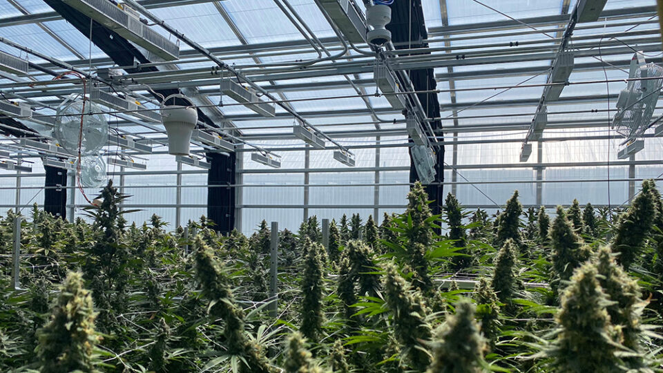 Ceres SunChamber™ Bests Other Grow Environments When it Comes to Air Quality