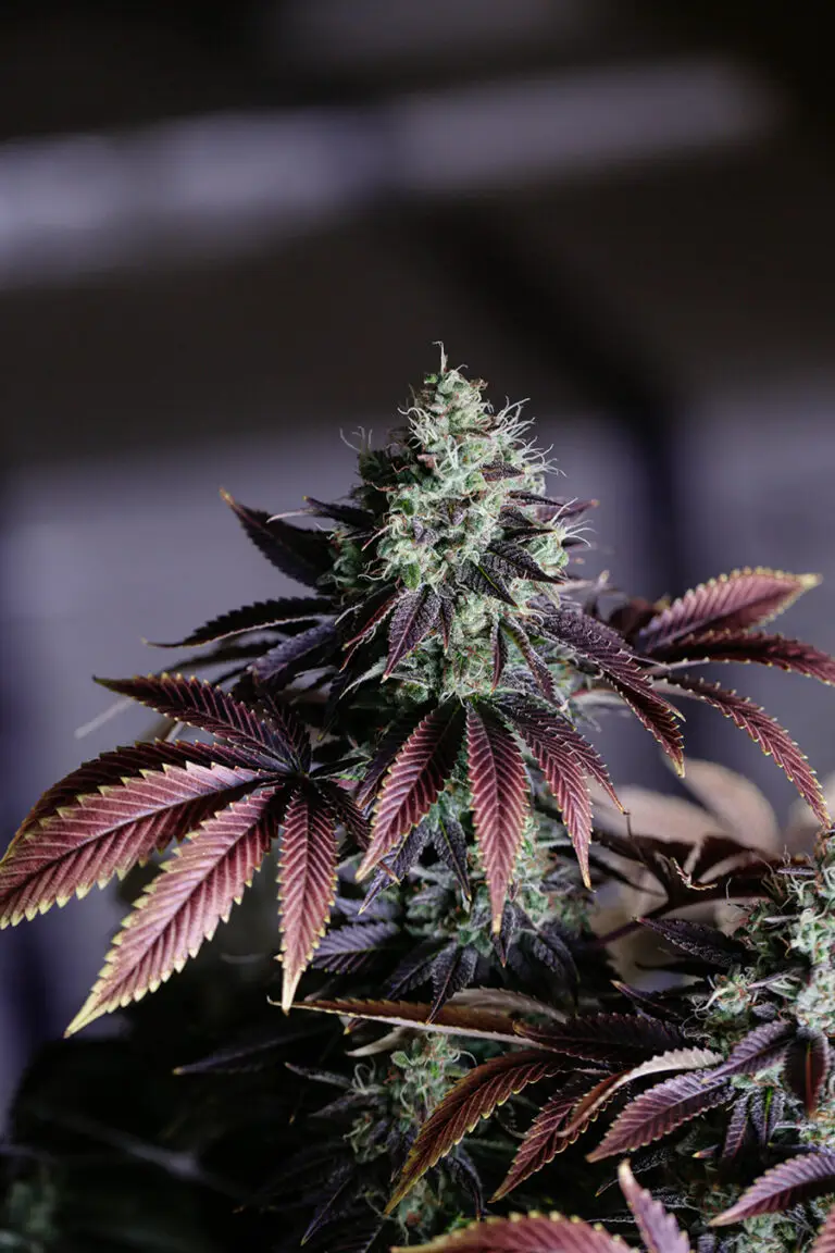 cannabis close-up bud