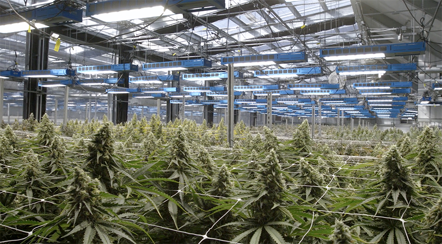 inside cannabis greenhouse