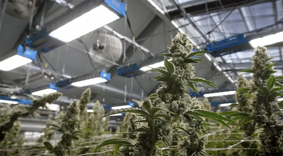 inside cannabis greenhouse- lights