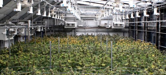 hybrid cannabis greenhouse
